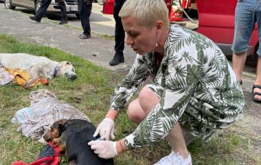У Голосіївському районі виявили трупи собак